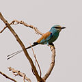 Abyssinian Roller