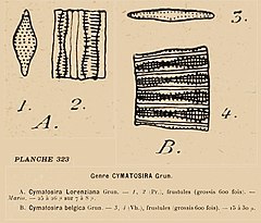 Description de l'image Cymatosira in Coupin 1868.jpg.