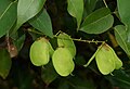 Плоды Derris trifoliata.