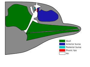Outline of what's inside a dolphin head. The skull is to the rear of the head, with the jaw bones extending narrowly forward to the nose. The anterior bursa occupies most of the upper front of the head, ahead of the skull and above the jaw. A network of air passages run from the upper roof of the mouth, past the back of the anterior bursa, to the blowhole. The posterior bursa is a small region behind the air passages, opposite the anterior bursa. Small phonic tips connect the bursa regions to the air passages.