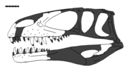 Reconstructed skull, with holotype elements in white