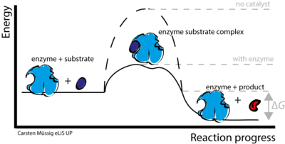 Enzyme-catalyzed reactions lower the overall activation energy of a reaction