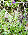 dodecatheon hendersonii (woodland shooting star)