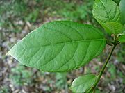 Leaf surface