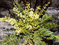 Fiori e foglie di Boswellia sacra