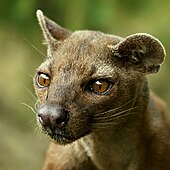 Photographie de Fossa.