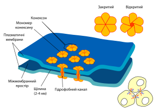 Щілинний контакт