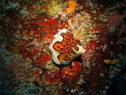 Goniobranchus gleniei