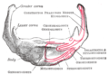 Illustration of the hyoid bone showing the insertion point of the geniohyoid muscle