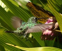 Description de l'image Green-and-white hummingbird feeding.JPG.