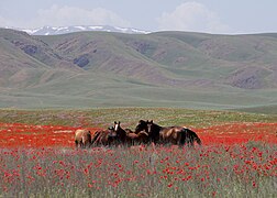 Paysage de la steppe pâturée dans l'est du Kazakhstan, en été.