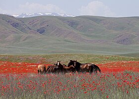 Image illustrative de l’article Cheval au Kazakhstan