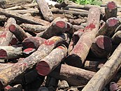 A close-up photo of an unorganized pile of dozens of rosewood logs