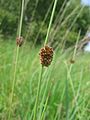 Juncus conglomeratus