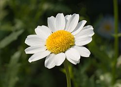 Leucanthemum paludosum May 2008