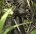 e. massasauga at Squaw Creek National Wildlife Refuge