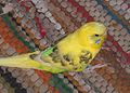 Light Green Recessive Pied hen in nest feather