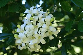 Les fleurs, groupées en panicules, exhalent un parfum de jasmin ou de fleur d'oranger