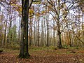 Rotbuchen im Gotenholz, Machern