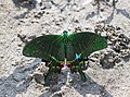 Common peacock (Papilio bianor)