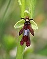 蒼蠅蘭 Ophrys insectifera