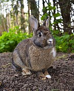 Oryctolagus cuniculus (Lagomorpha).