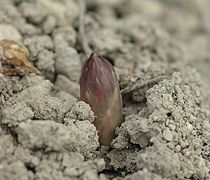 Pointe d'asperge sortant de terre.