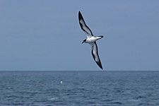 Galapagos petrel