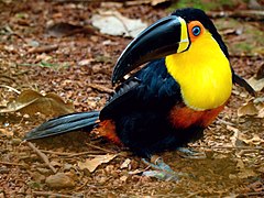 Ramphastos ariel