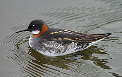 Red-necked phalarope