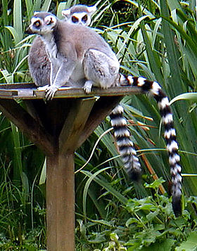 Lemur catta