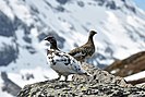 Rock Ptarmigan