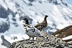 Rock ptarmigan, changing colour in springtime. The male is still mostly in winter plumage