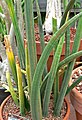 Sansevieria singularis