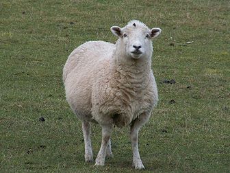 Un mouton domestique (Ovis aries), en Angleterre. (définition réelle 1 024 × 768*)