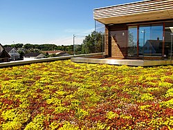 Låglutande grönt tak med sedum-vegetation.