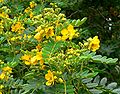 Senna multiglandulosa