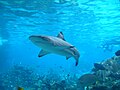 A shark swimming parallel to a reef ledge in the foreground, with many smaller fish nearby