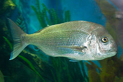 Description de l'image Snapper02 melb aquarium.jpg.