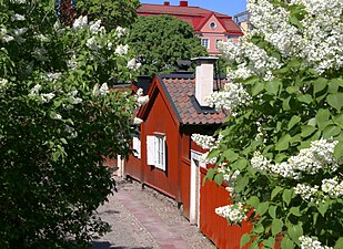 Lotsgatan i blom, maj 2018.