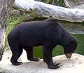 Sun Bear at the Chicago Zoo