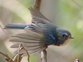 Tarsiger cyanurus