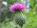 Cirsium vulgare