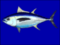 Image 30Bigeye tuna cruise the epipelagic zone at night and the mesopelagic zone during the day (from Deep-sea fish)