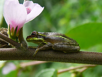 Hyla squirella - Grenouille des arbres écureuil. (définition réelle 1 394 × 1 046*)