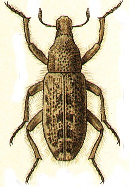 Trichocleonus leucophillus (Fischer von Waldheim, 1821)