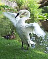 Cigno trombettiere a Battle Creek (Michigan), USA