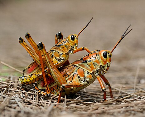 (Lubber grasshopper (Romalea guttata