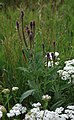 MacDougal's verbena, Black Canyon campground, Santa Fe National Forest