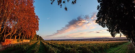 Vignoble de la Nerthe